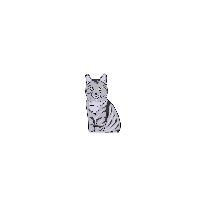 American Shorthair - Image 2