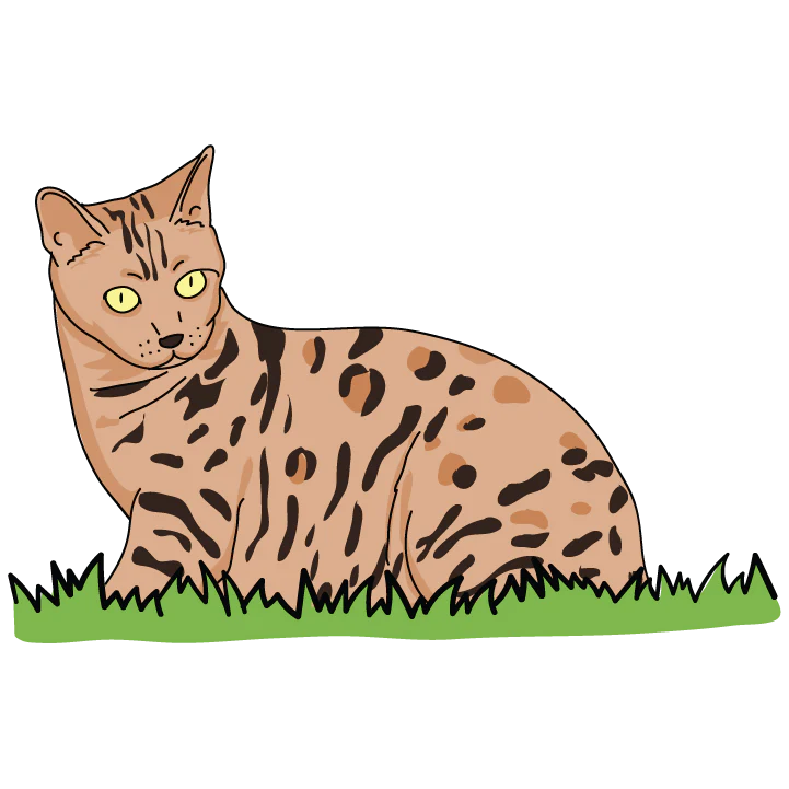 Bengal - Image 3