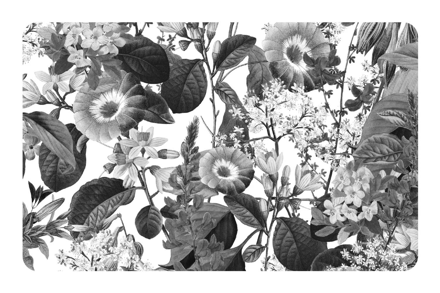 Black and White Floral