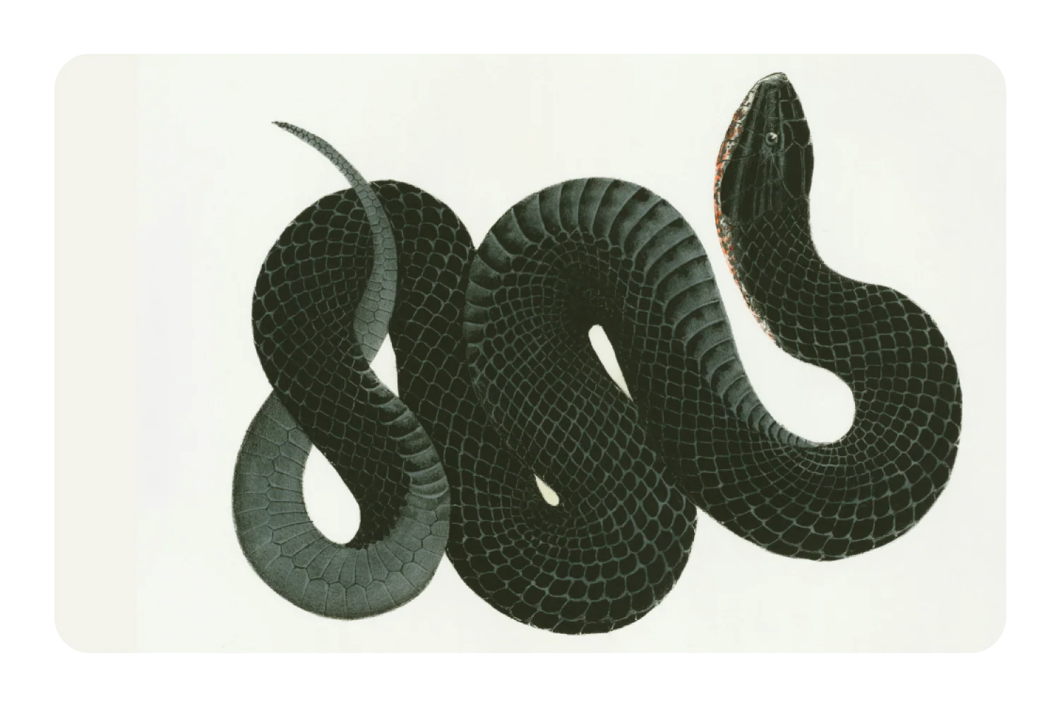 Black Racer