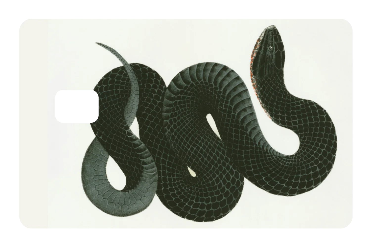 Black Racer - Image 2