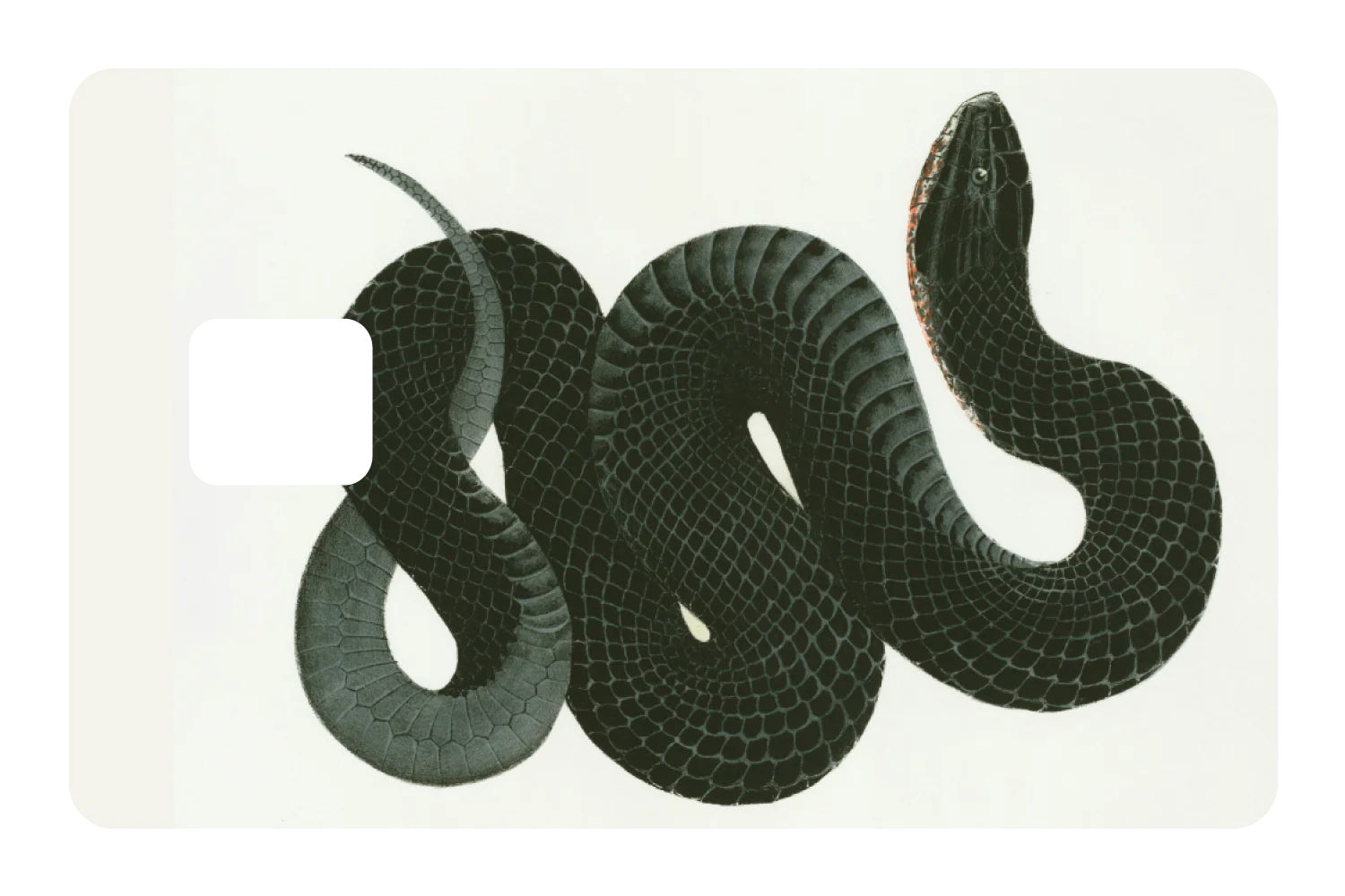 Black Racer - Image 3