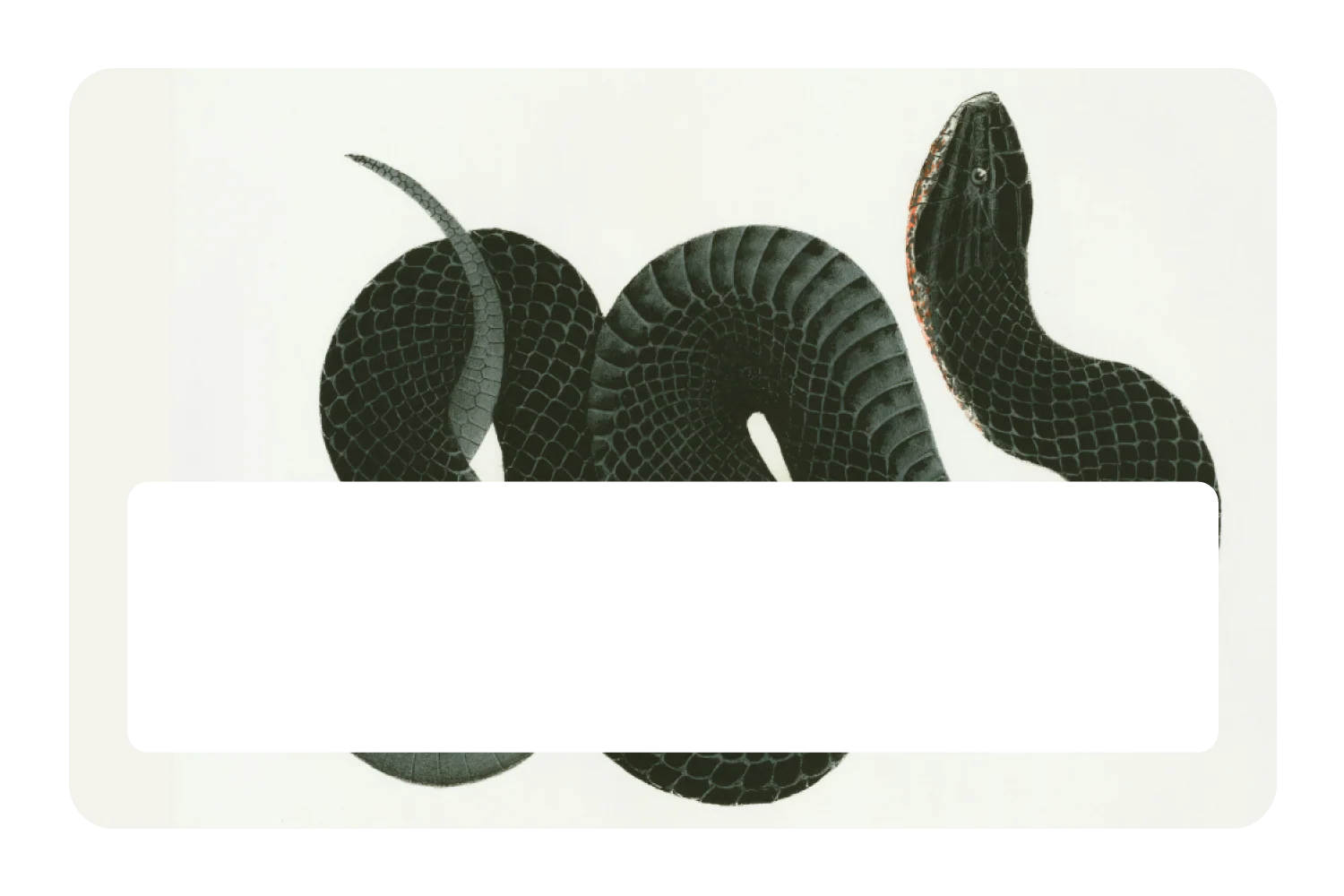 Black Racer - Image 6