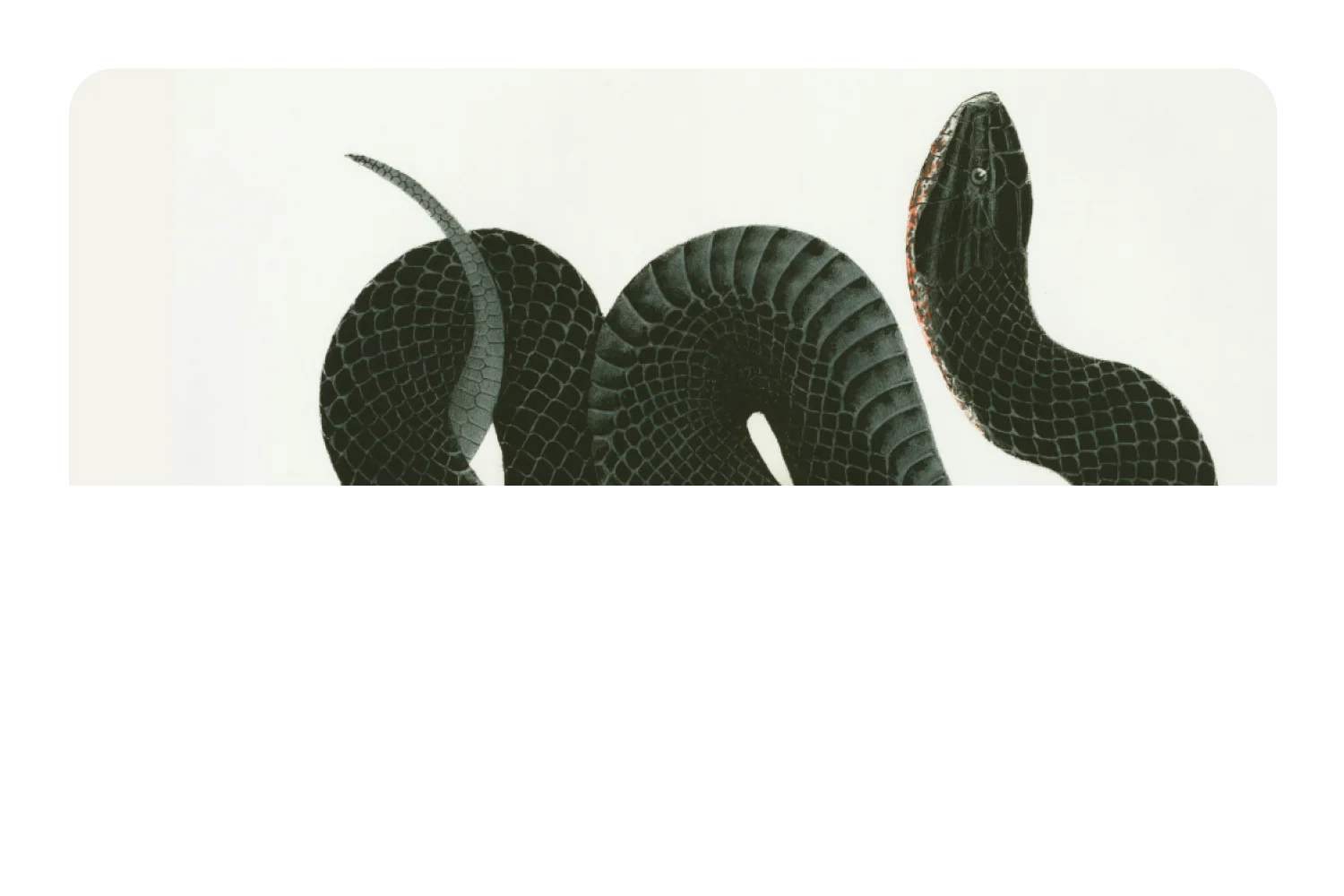 Black Racer - Image 9