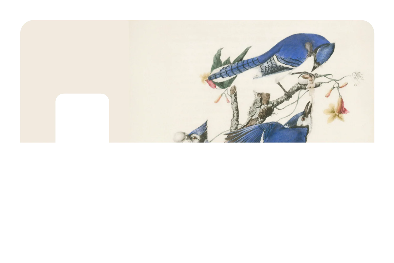 Blue Jays - Image 7