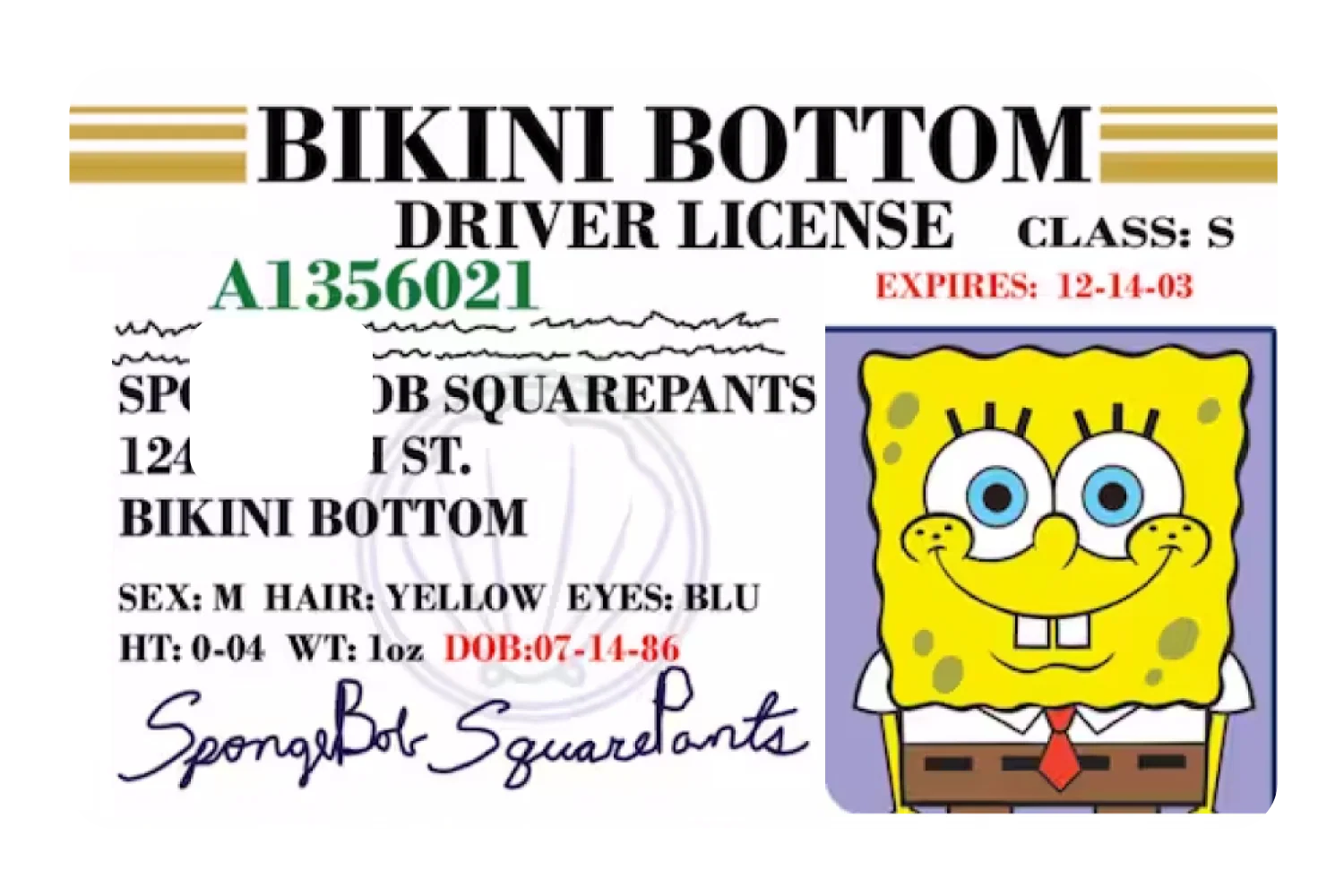 Bob License - Image 3