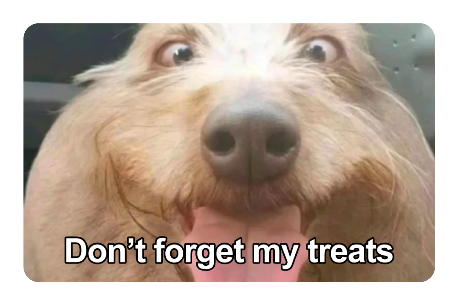 Don't Forget My Treats