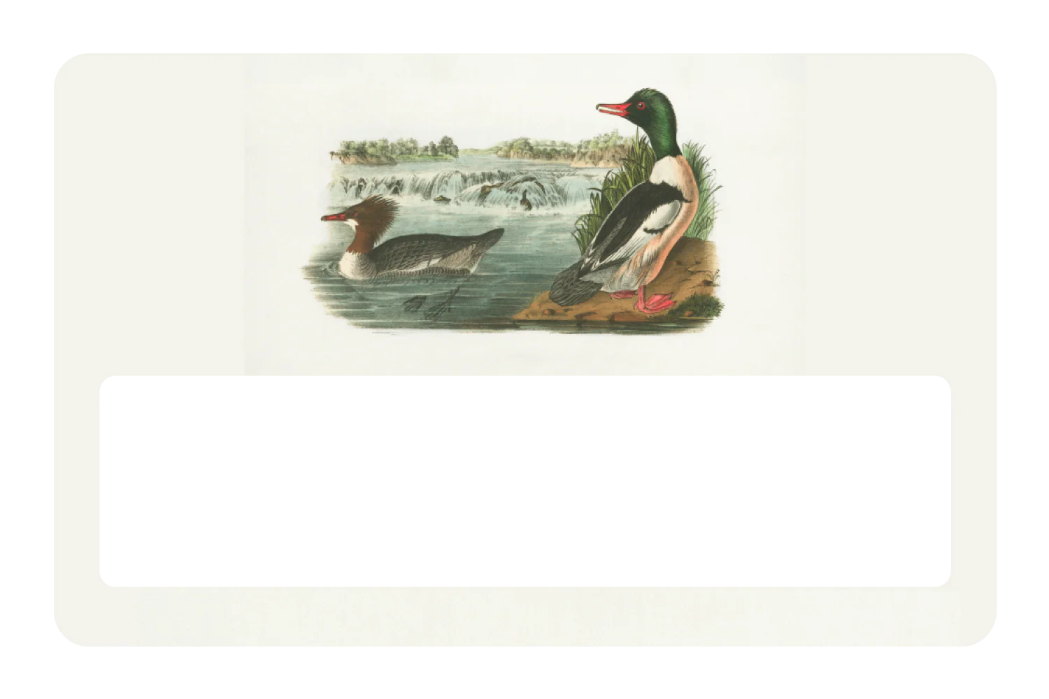 Ducks In A Pond - Image 6