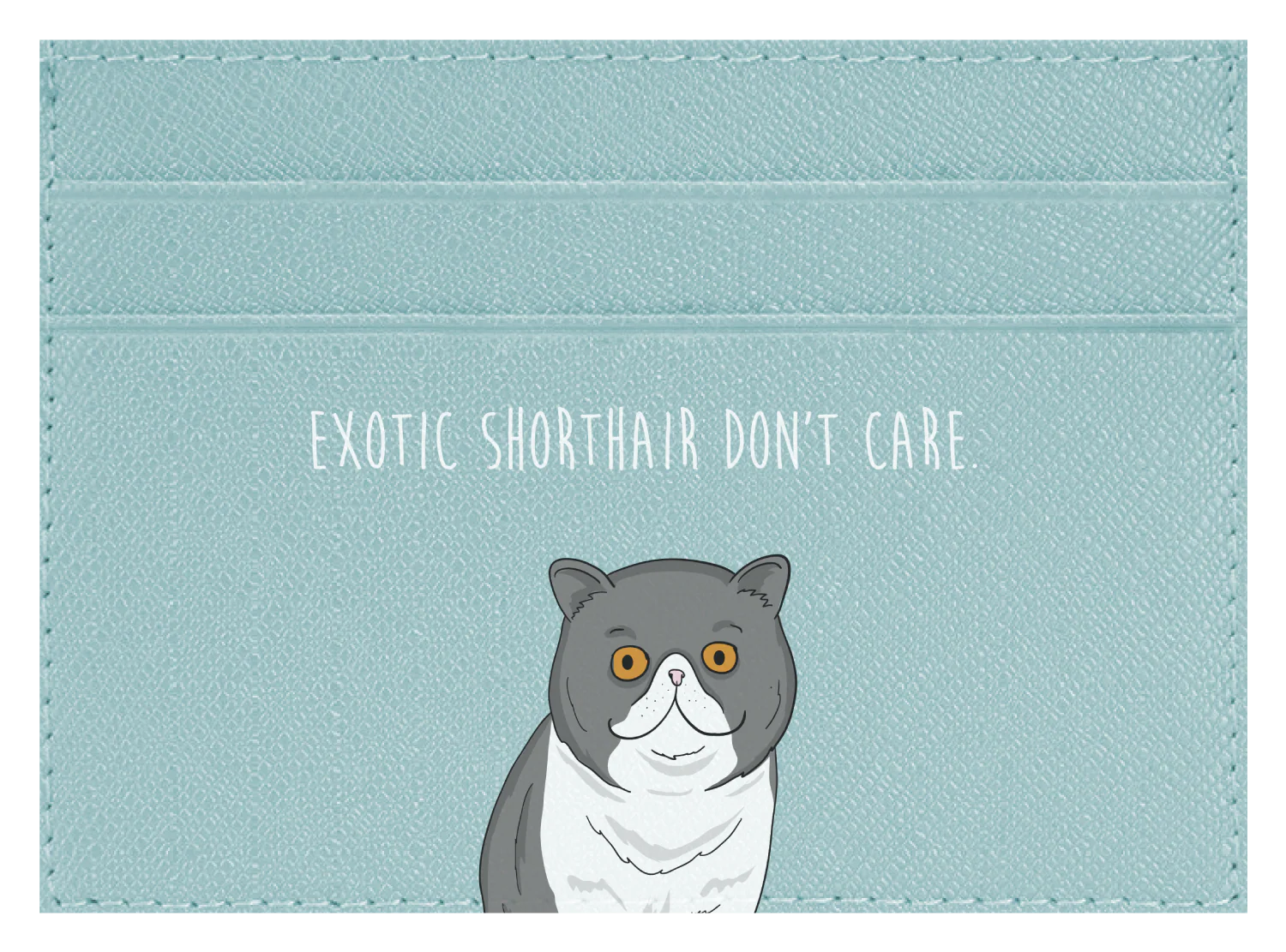 Exotic Shorthair don't care