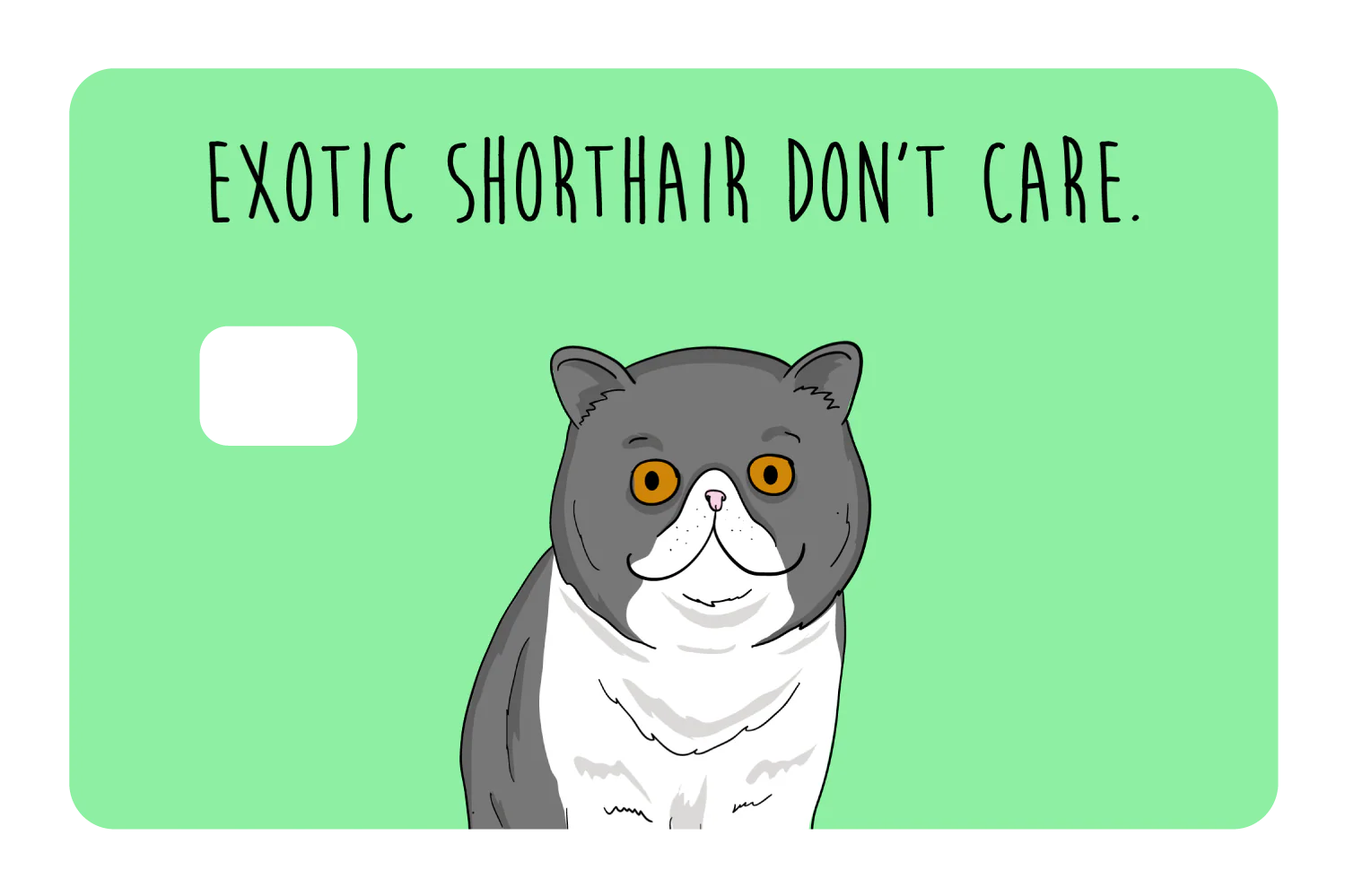 Exotic Shorthair don't care - Image 2