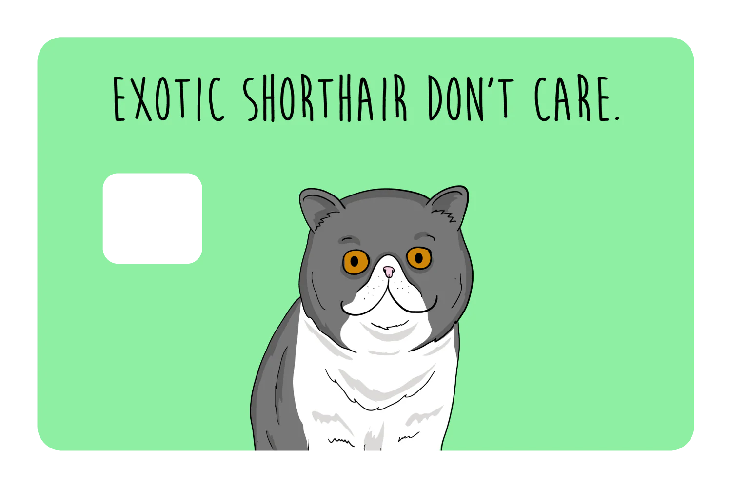 Exotic Shorthair don't care - Image 3