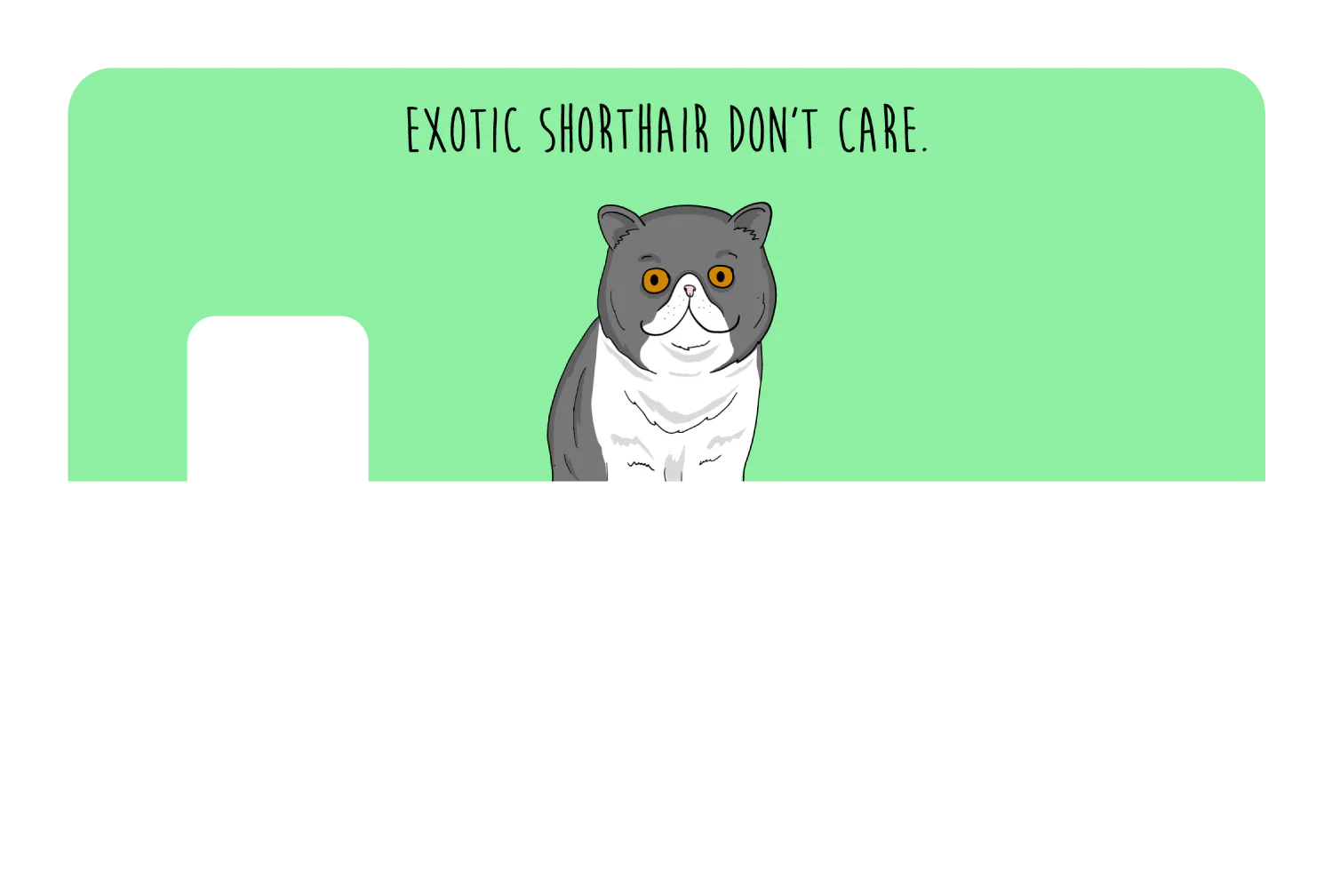 Exotic Shorthair don't care - Image 7