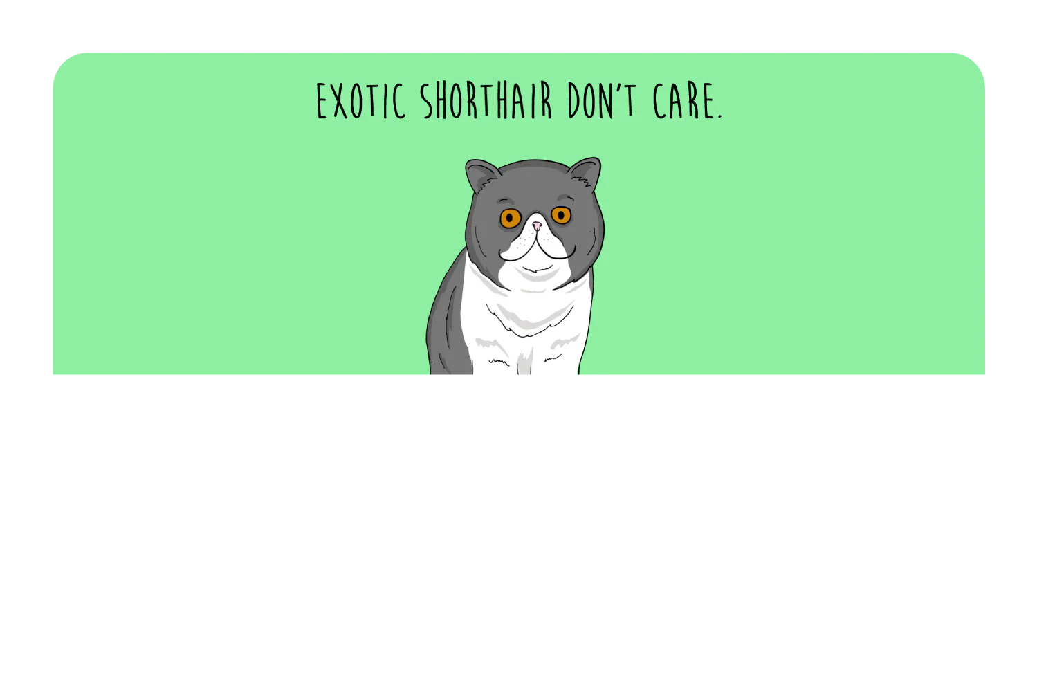 Exotic Shorthair don't care - Image 9