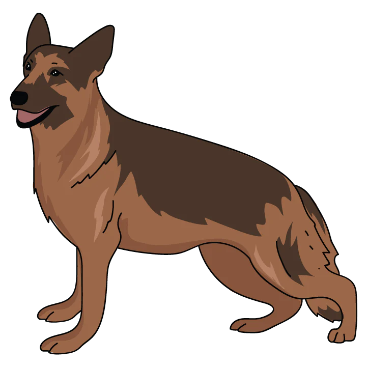 German Shepard - Image 3