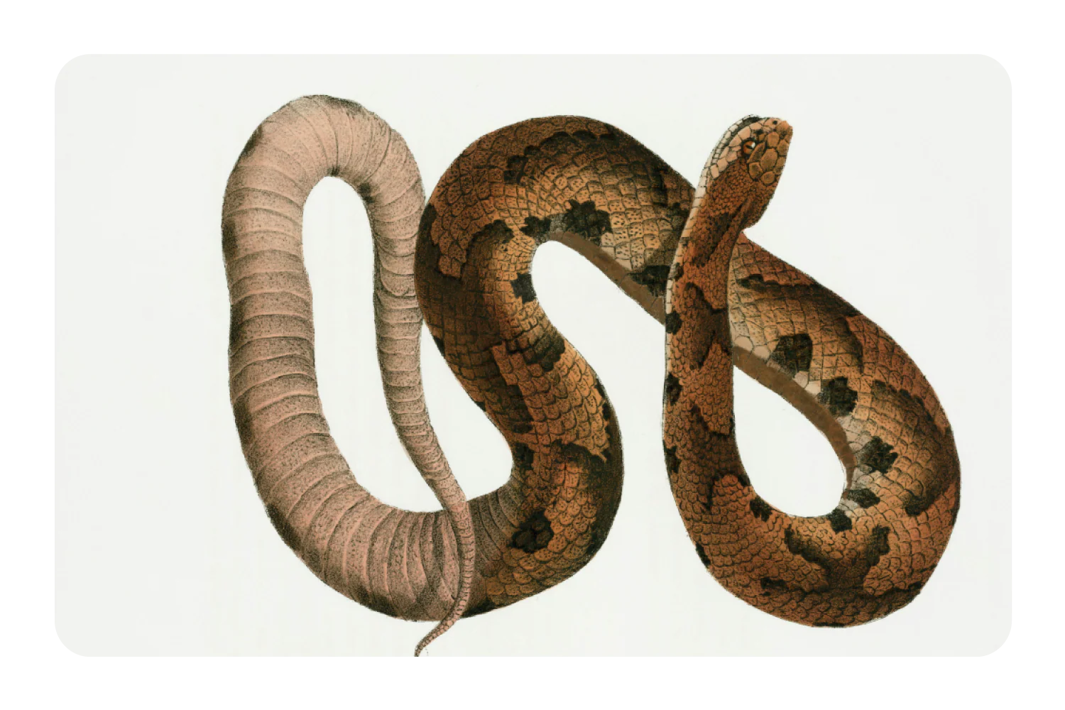 Hognose Snake