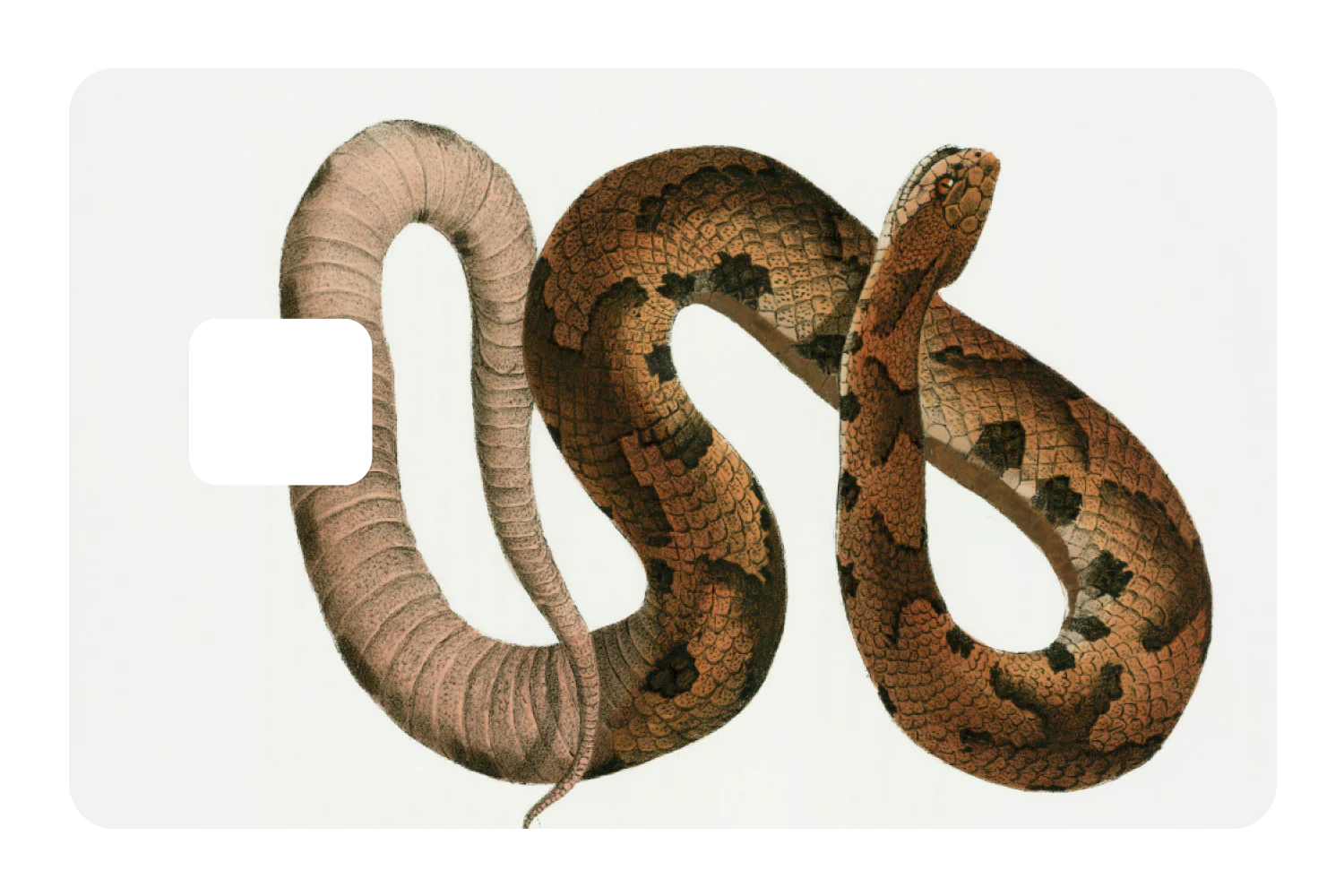 Hognose Snake - Image 3