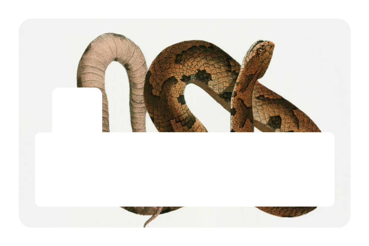 Hognose Snake - Image 4