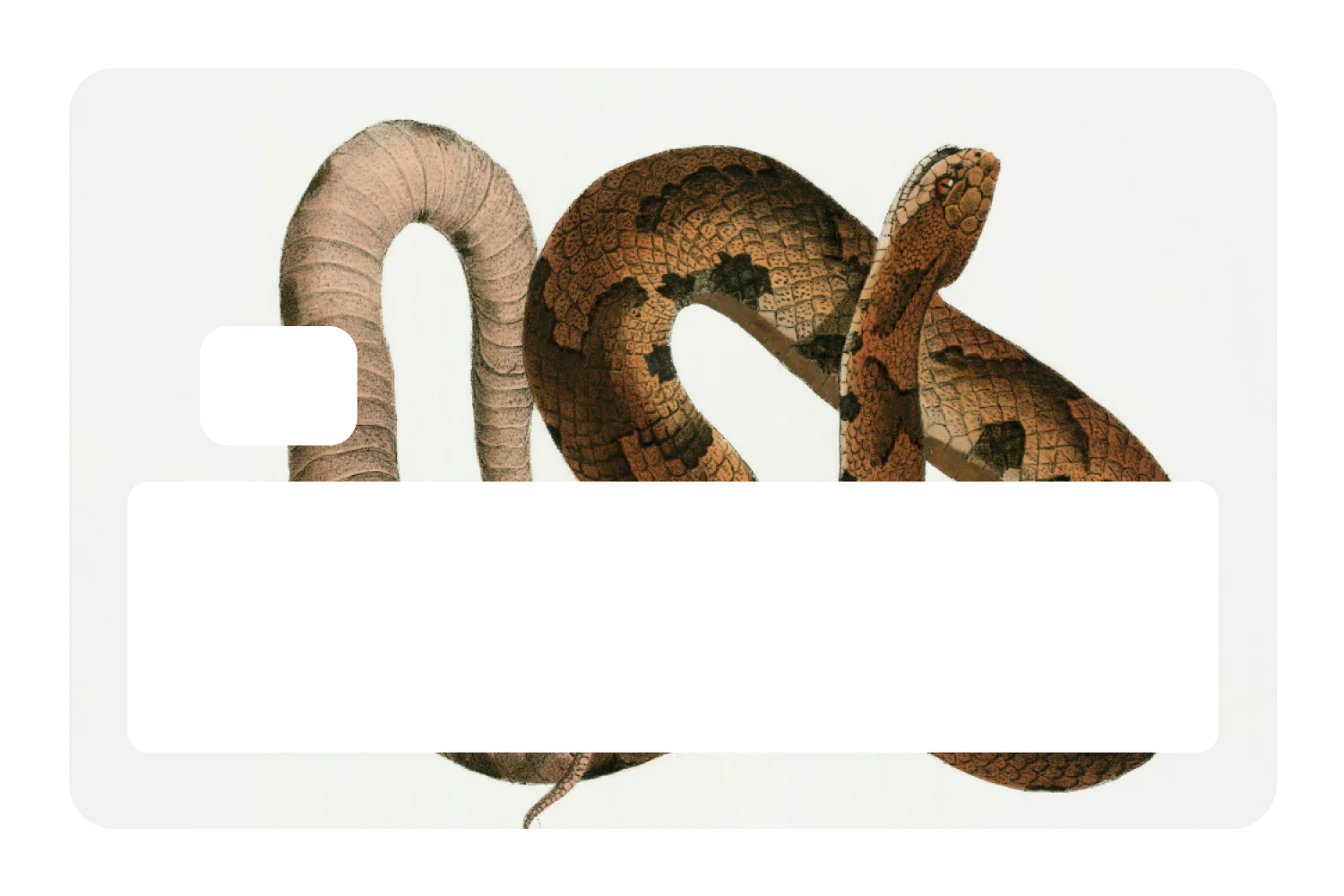 Hognose Snake - Image 5