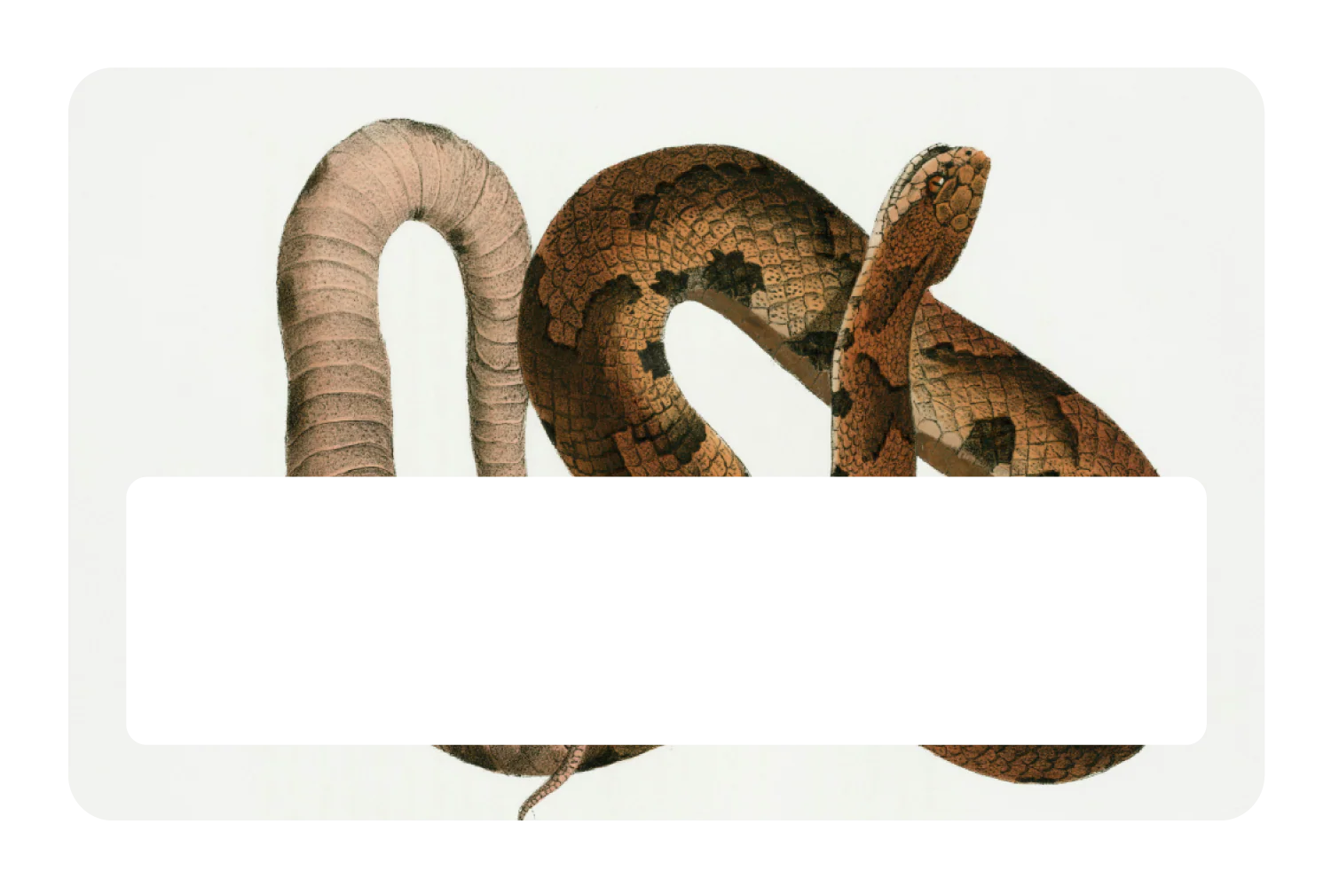 Hognose Snake - Image 6