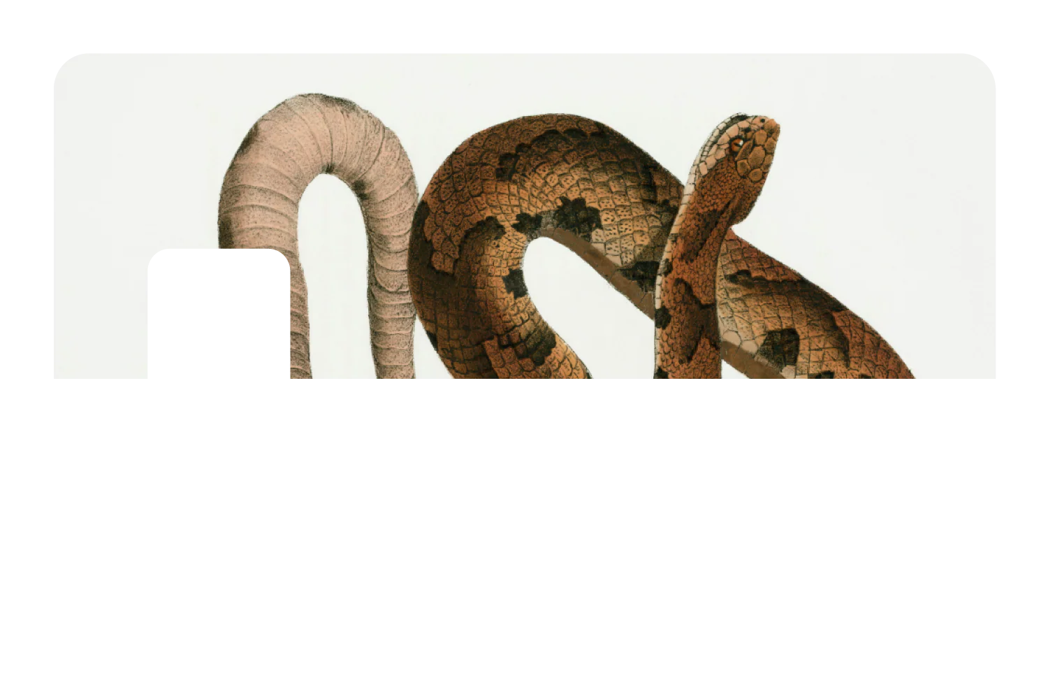 Hognose Snake - Image 7