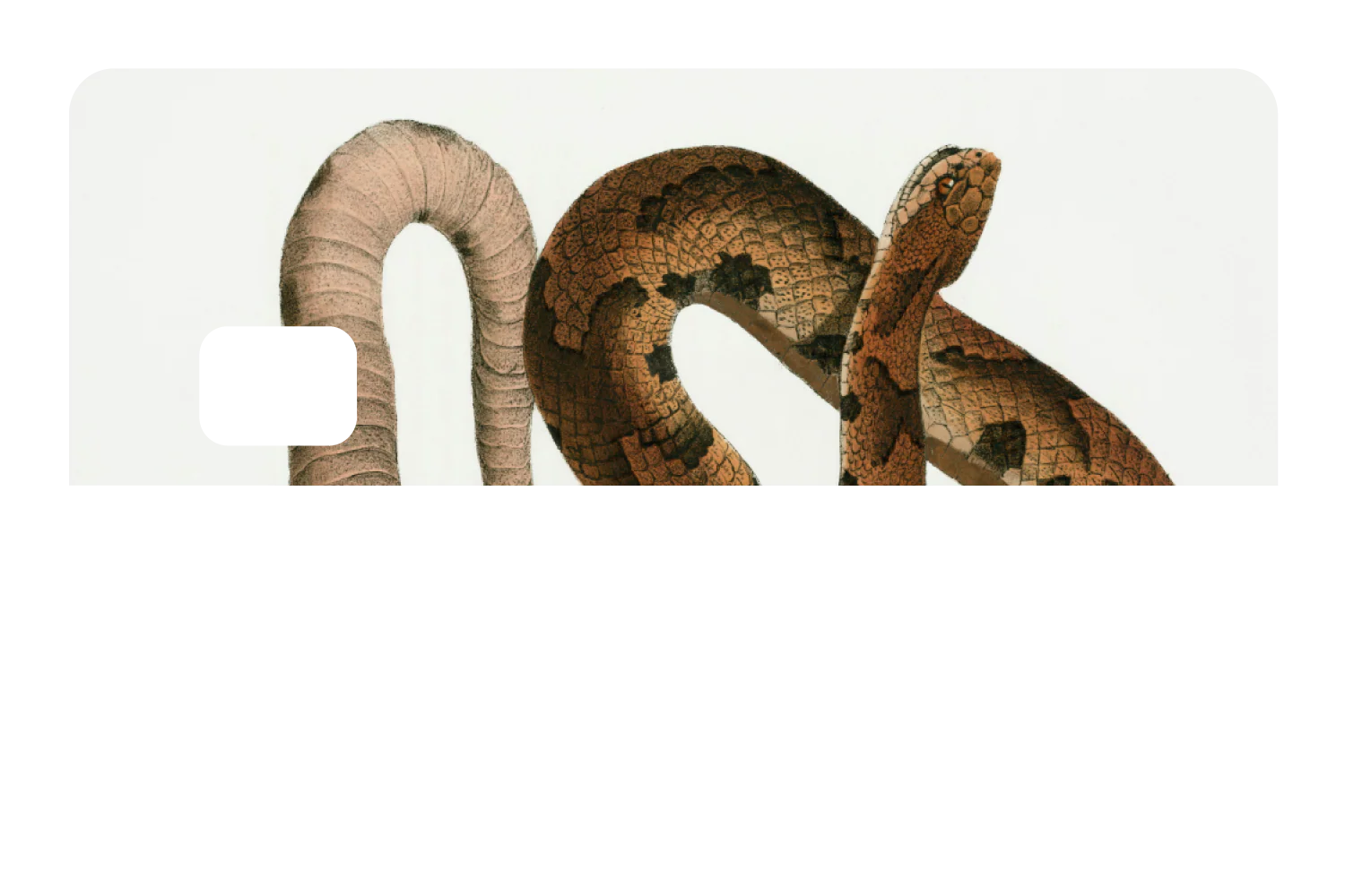 Hognose Snake - Image 8