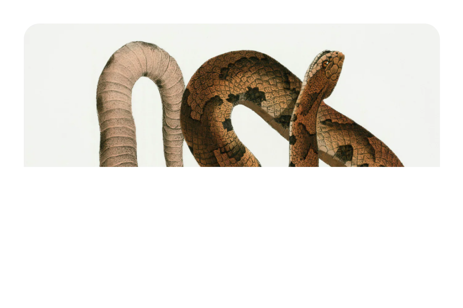 Hognose Snake - Image 9