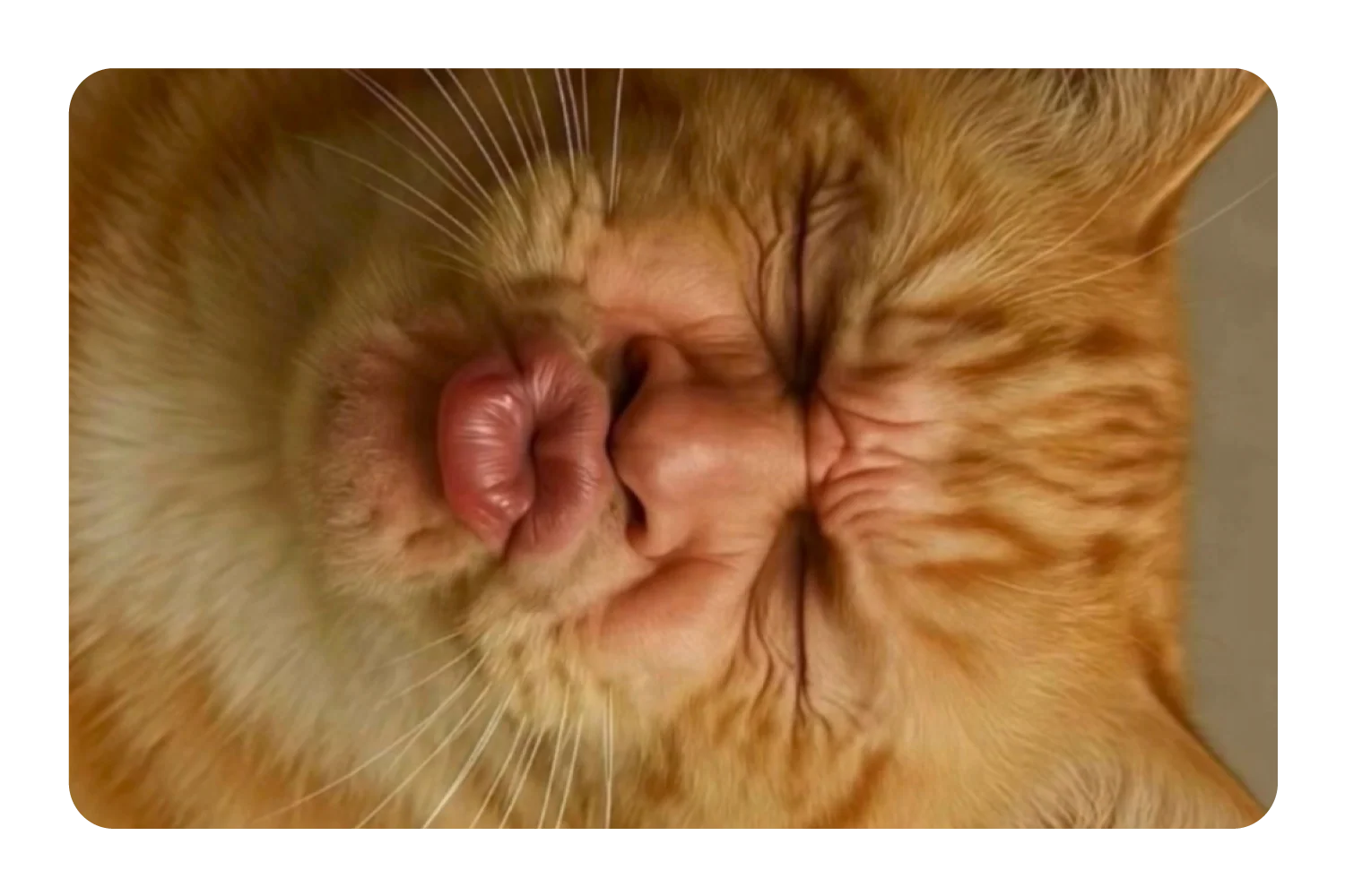 Kissy Cat
