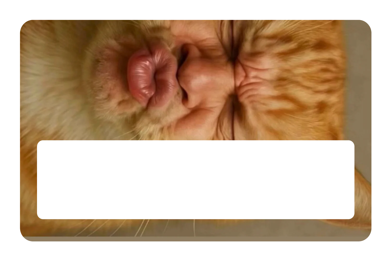 Kissy Cat - Image 6