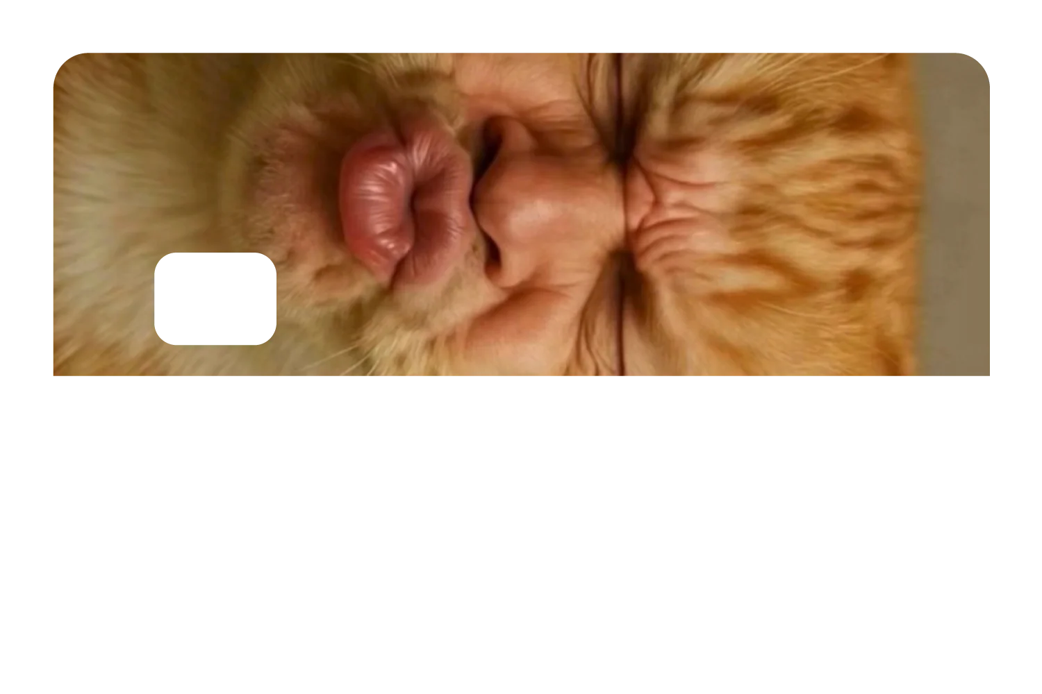 Kissy Cat - Image 8