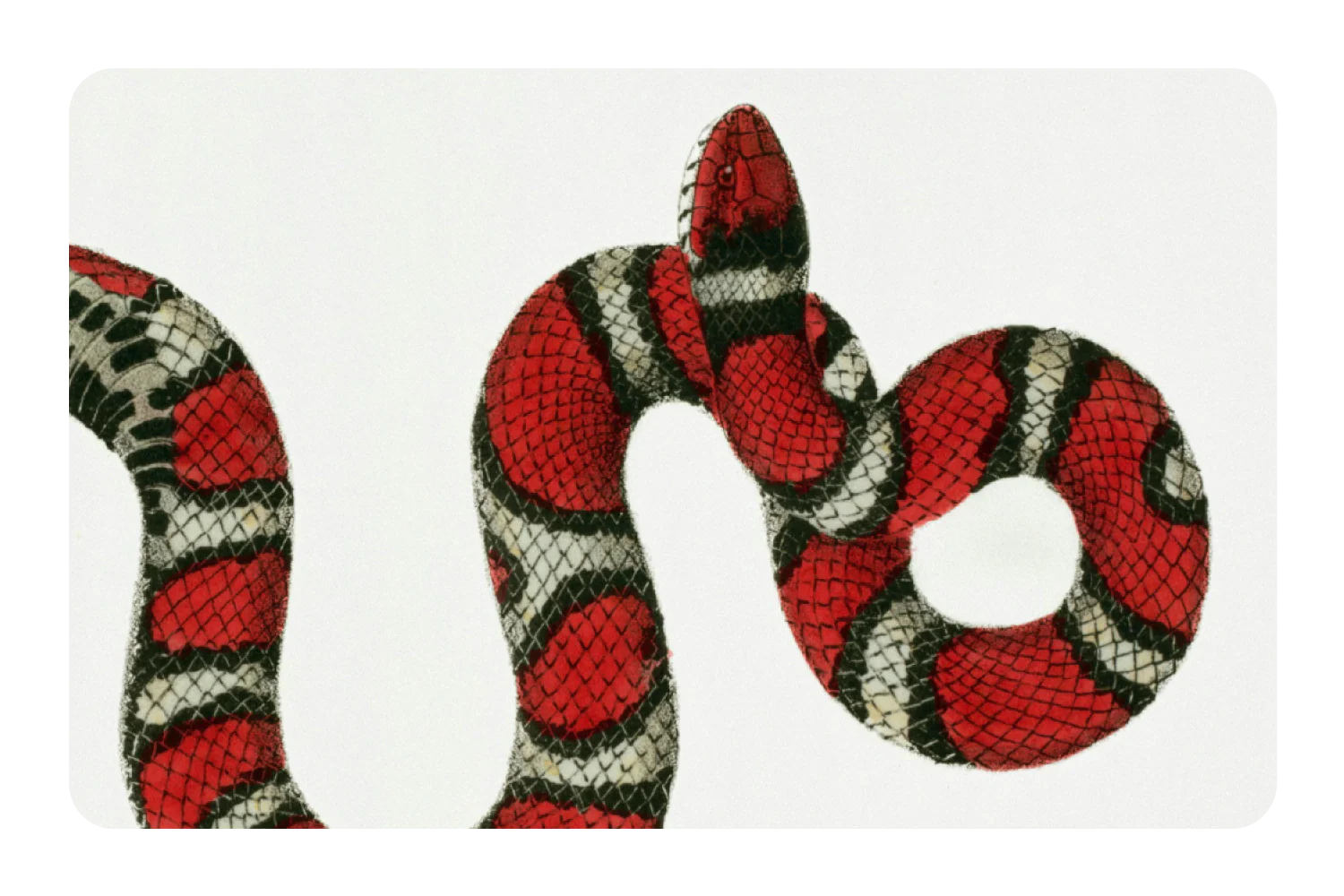 Milk Snake