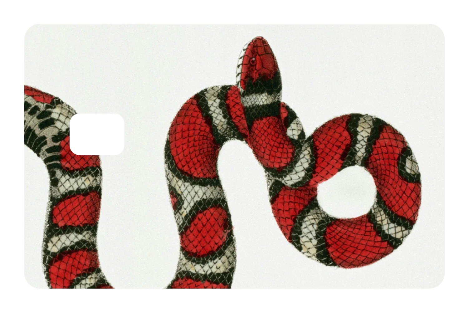 Milk Snake - Image 2