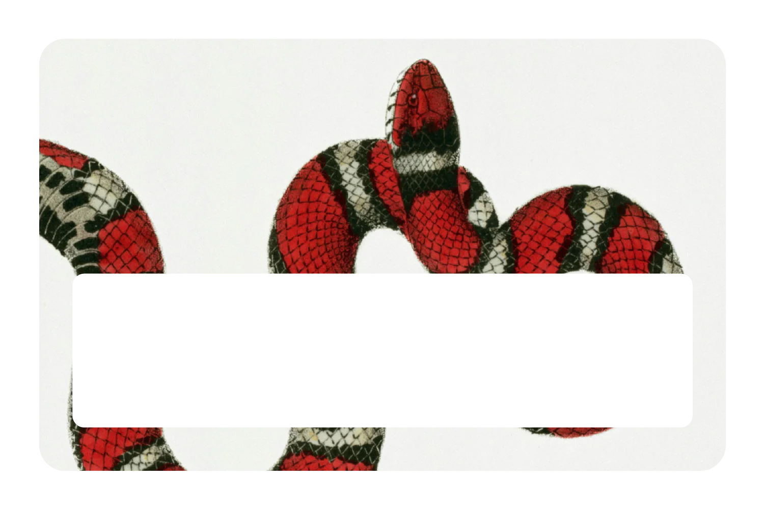 Milk Snake - Image 6