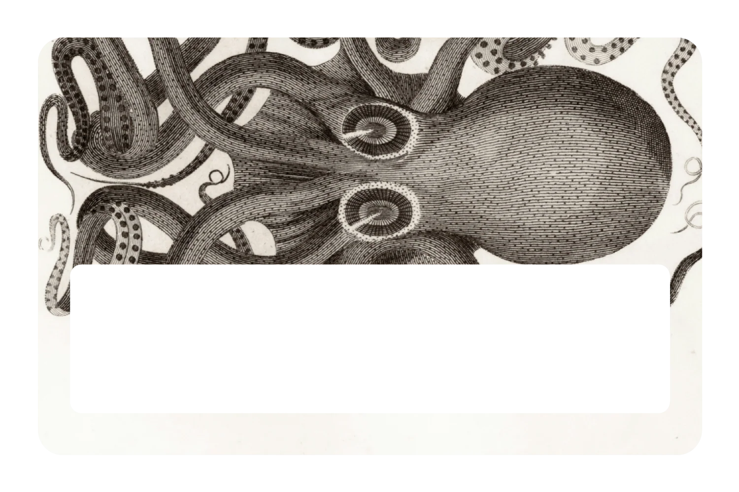Octo - Image 6