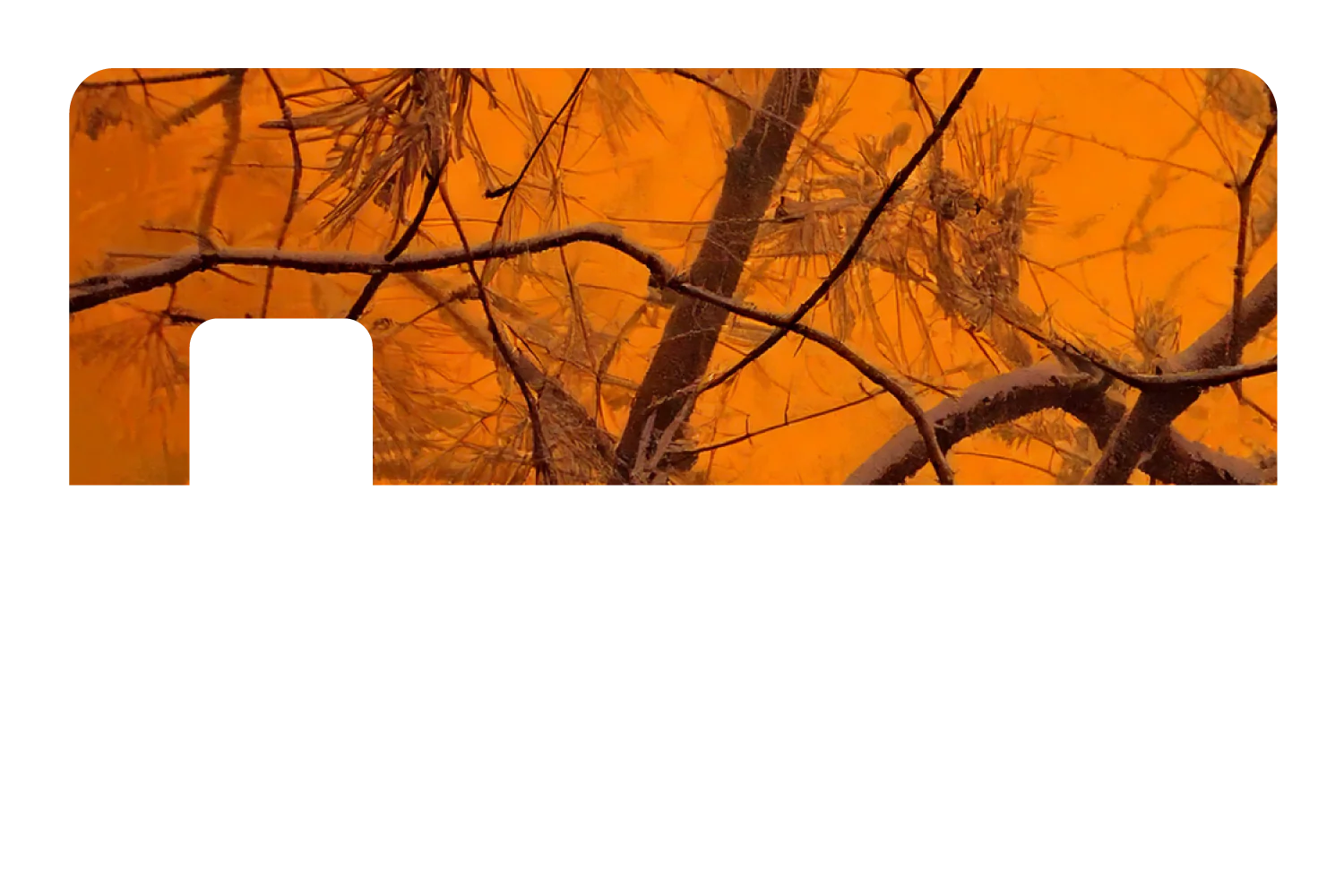 Orange Forest - Image 7