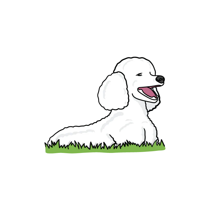 Poodle