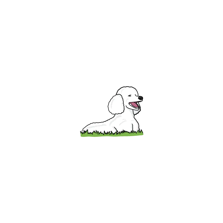 Poodle - Image 2