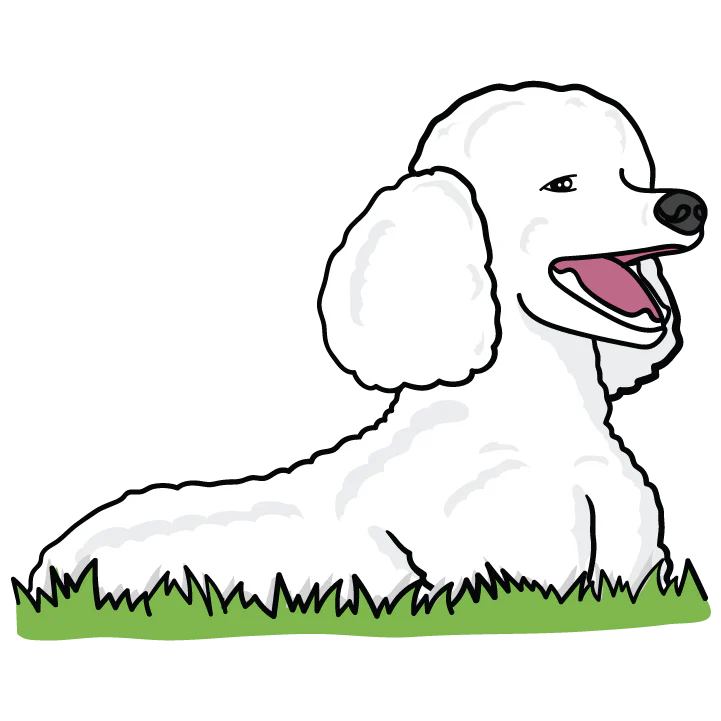 Poodle - Image 3