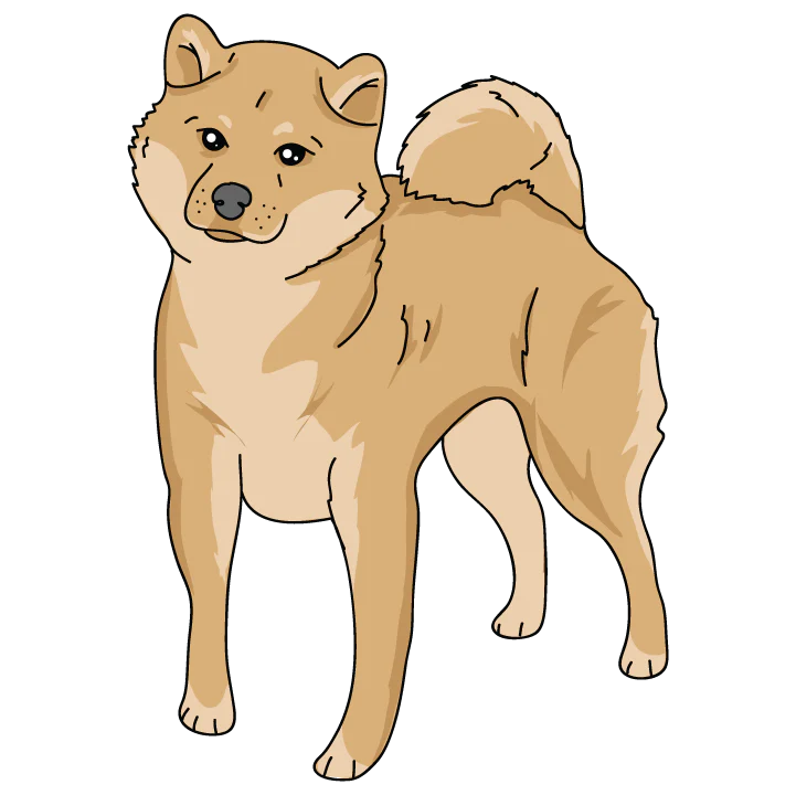 Shiba Inu - Image 3