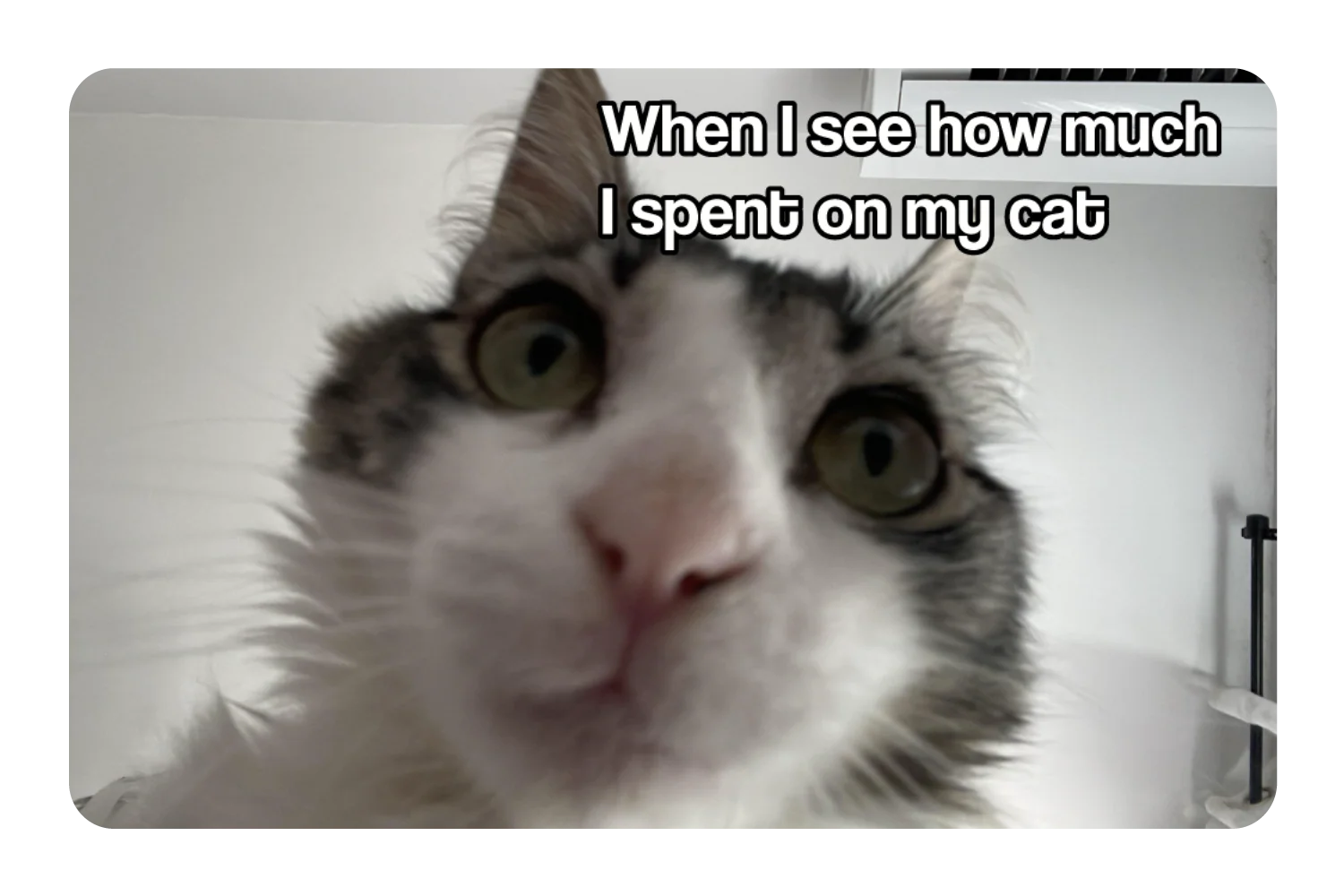 Spent On My Cat