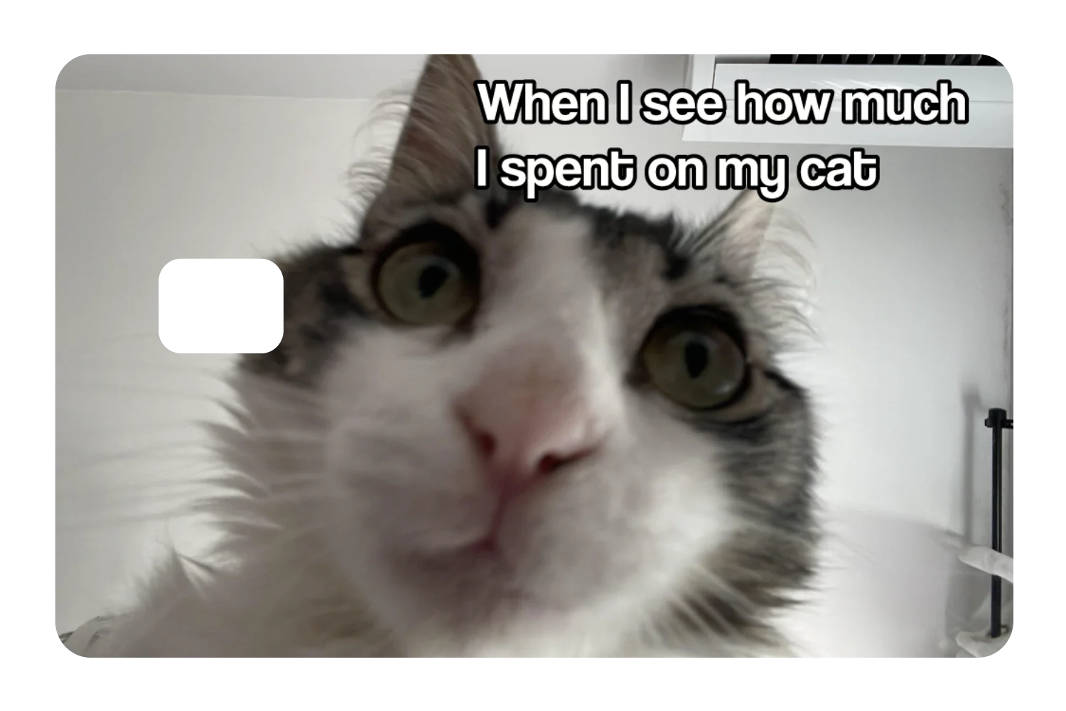 Spent On My Cat - Image 2