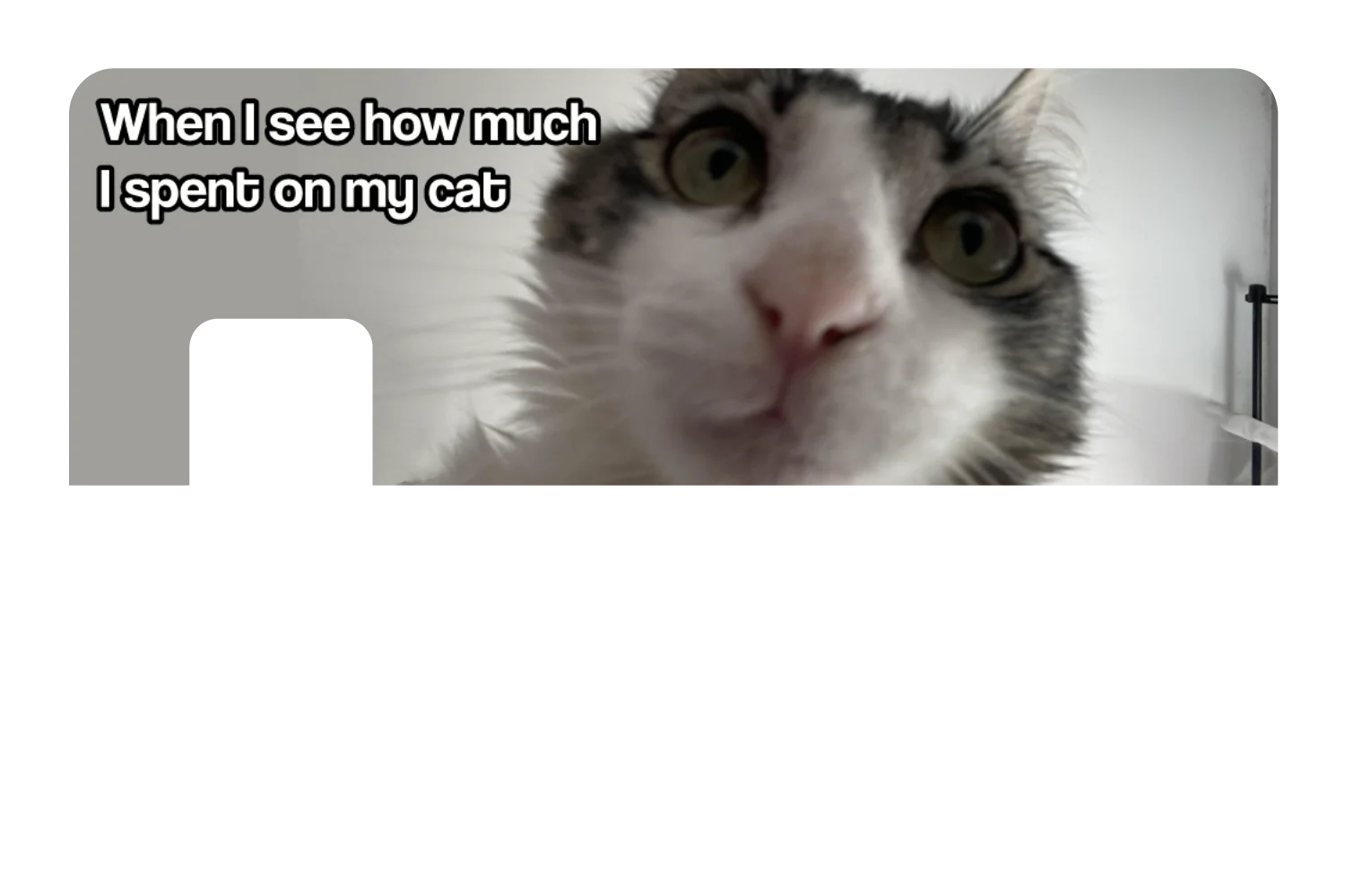 Spent On My Cat - Image 7