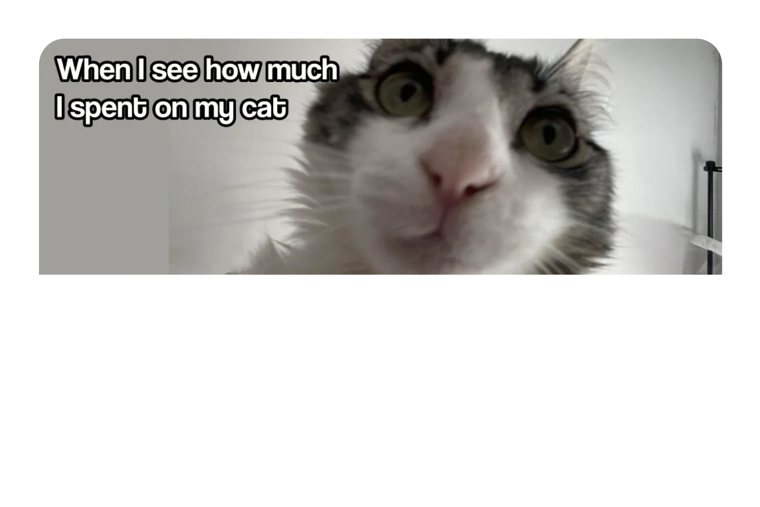 Spent On My Cat - Image 9