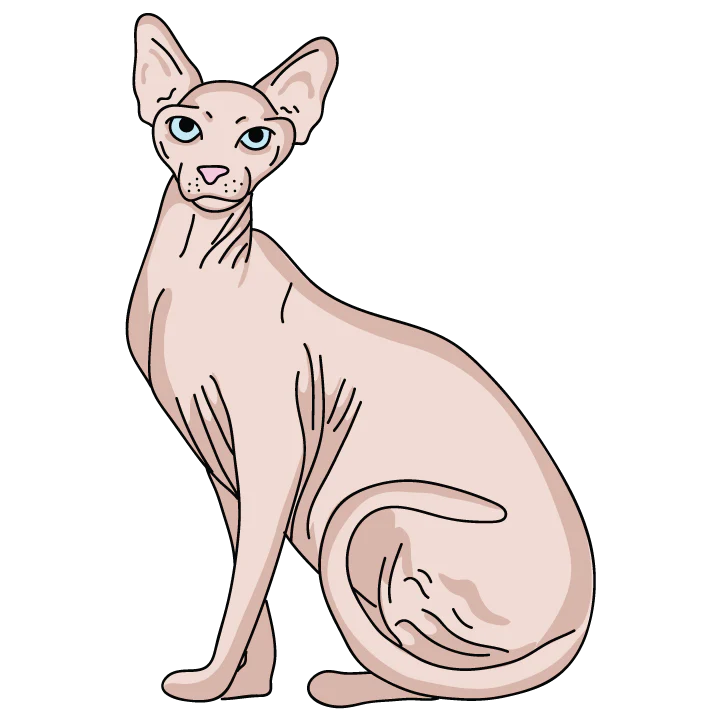 Sphynx - Image 3